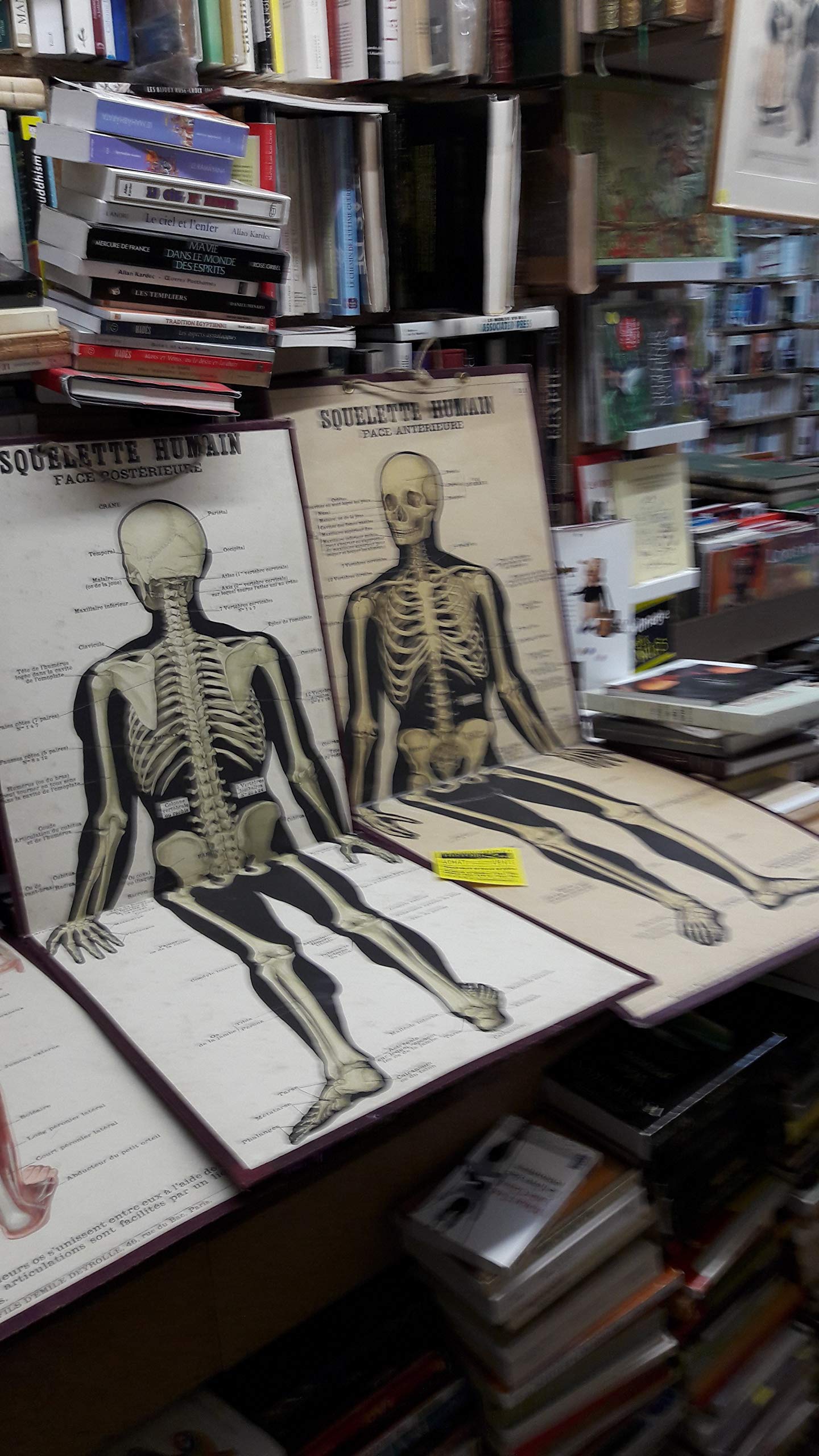 Planches anatomiques Deyrolle n° 311 Squelette humain Face Antérieur + n° 312 Squelette humain Face Postérieure Misc. Supplies – 1 Jan. 1930