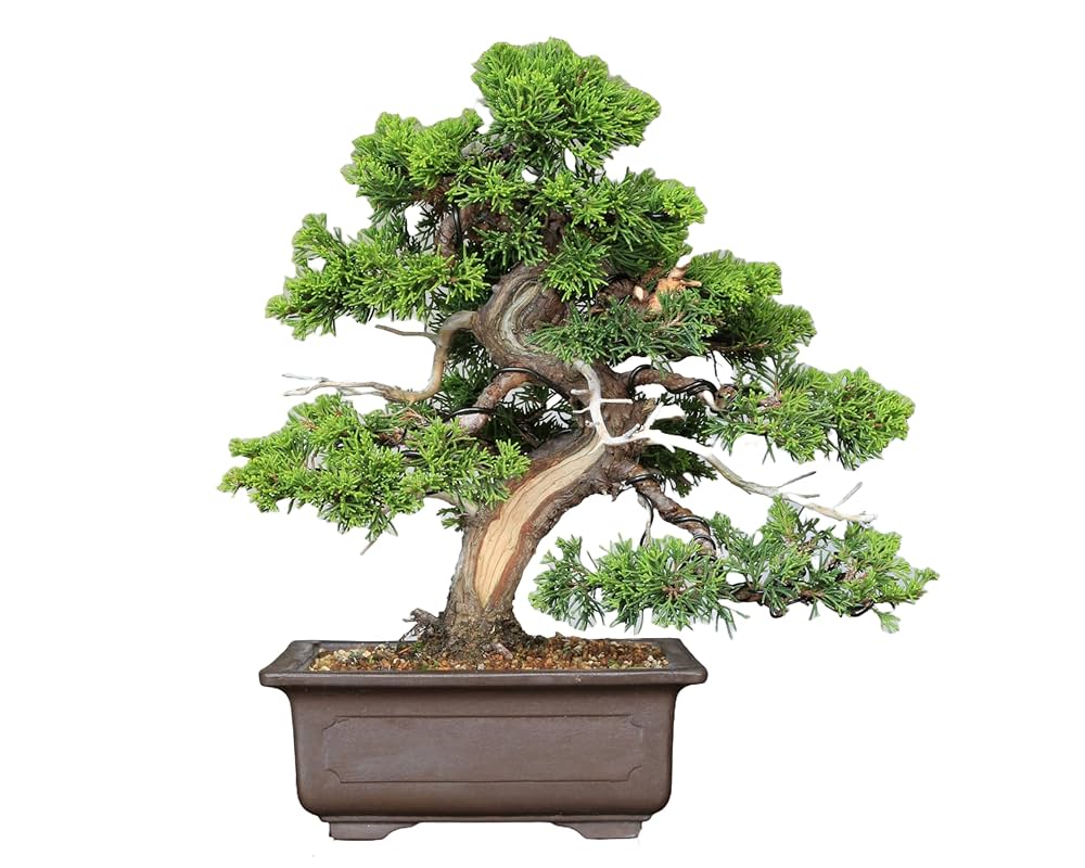 貴風盆栽糸魚川真拍