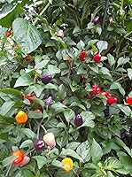 Vista 3 de PIMIENTA CHINA DE 5 COLORES!