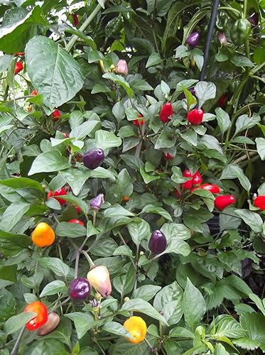 Miniatura 3 de PIMIENTA CHINA DE 5 COLORES!