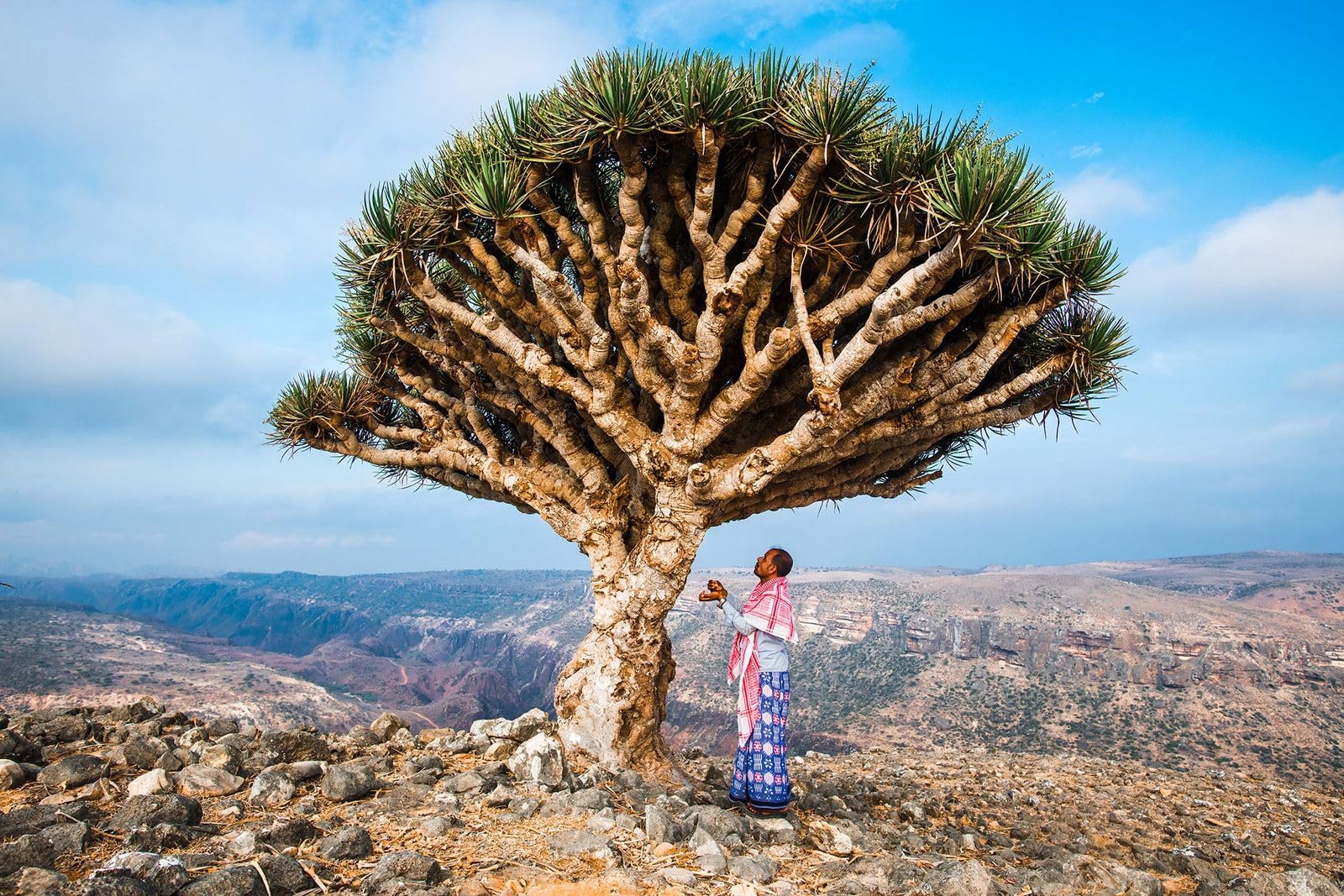 Miód Socotra 300g - Autentyczny i mniej słodki, cud tajemniczej wyspy Socotra, idealny dla diabetyków!"