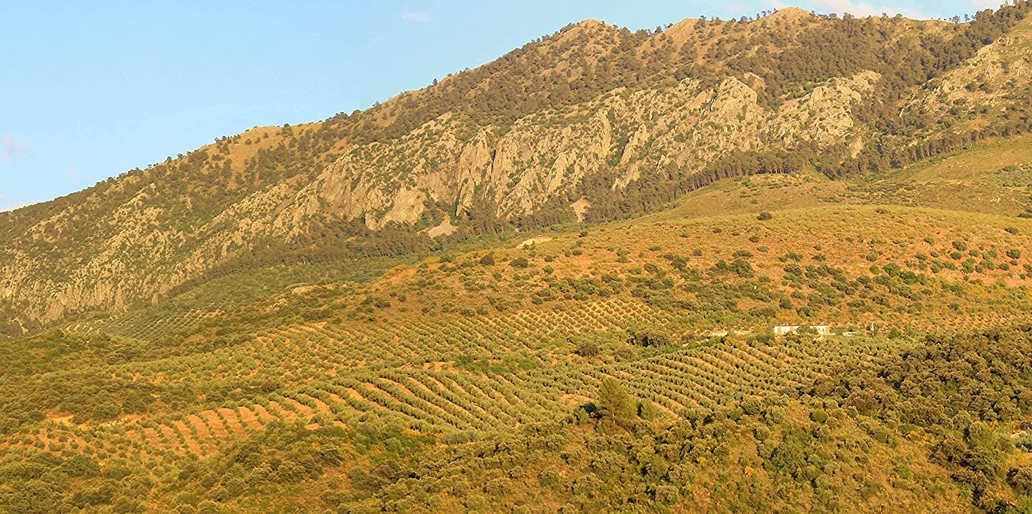 Aceite de Oliva Virgen Extra - Hojiblanca - 3 garrafas de 5 Litros – Extracción en frío – Olivar tradicional - Parque Natural de la Subbética Rute, Córdoba, Andalucía - [PRODUCTO DE ESPAÑA]