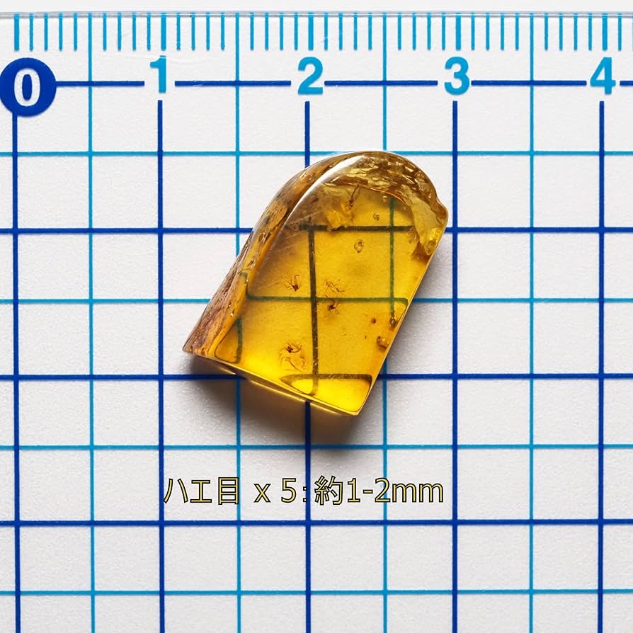 レア極上品TT0000虫入り琥珀化石非常に珍しい Strepsiptera TT0069虫入り琥珀化石 非常に珍しい 扁泥虫属 幼虫 Homoeogenus