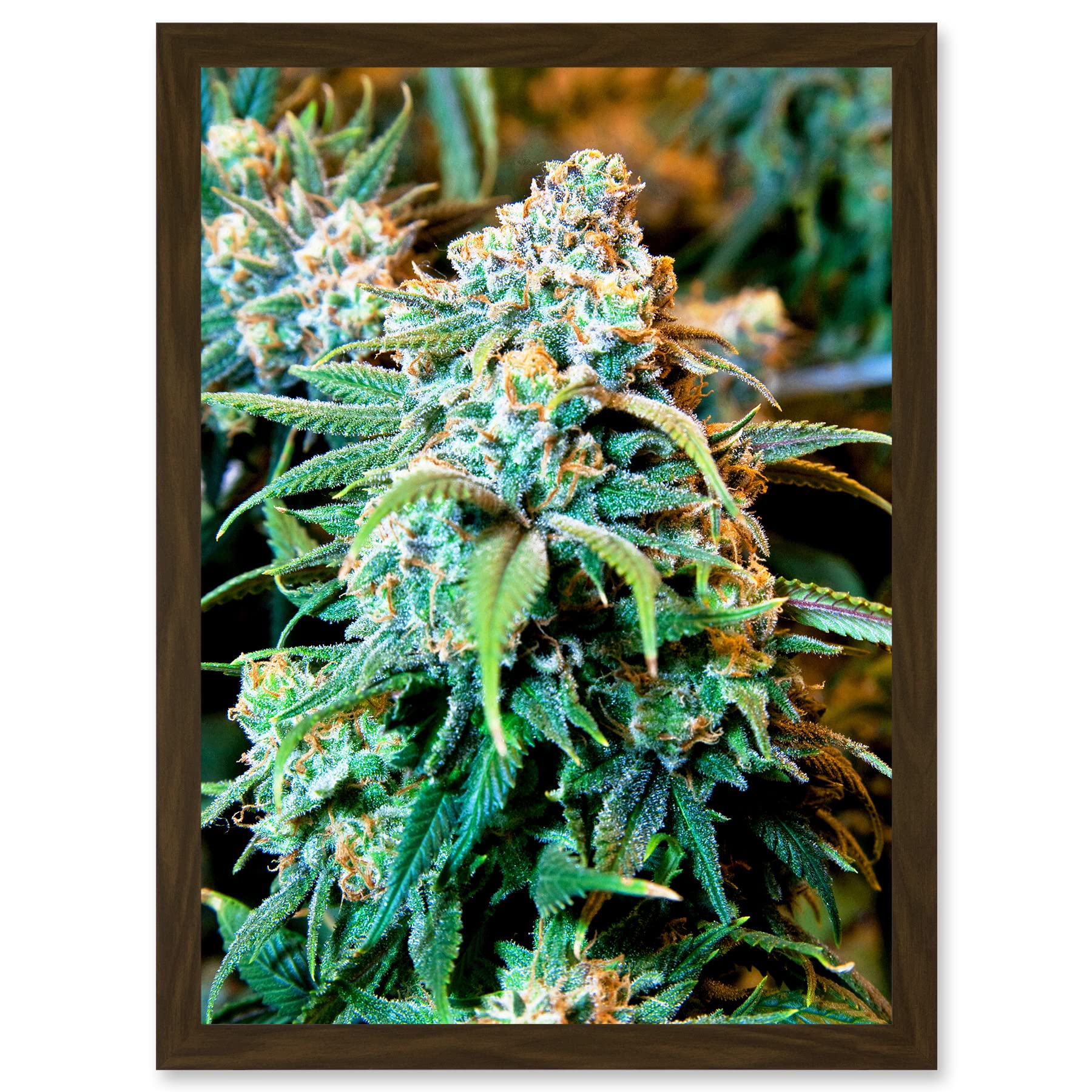 Artery8 Photography Nature Cannabis Marijuana Bud Weed Plant Artwork Framed Wall Art Print A4