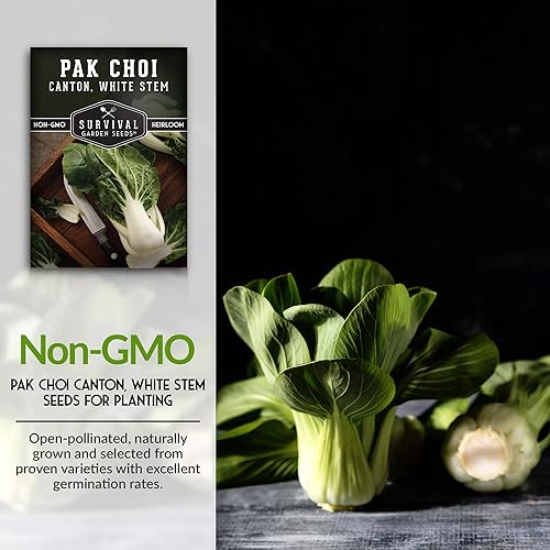 Miniatura 9 de Survival Garden Seeds - Semilla Canton White Stem Pak Choi o Bok Choy para plantar - 2 paquetes con instrucciones para cultivar Brassica Rapa