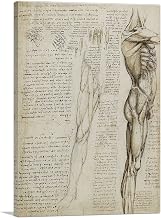 ARTCANVAS Studies of the Human Body - The Muscles of the Leg Canvas Art Print Stretched Framed Painting Picture Poster Giclee Wall Decor by Leonardo da Vinci - 18" x 12" (0.75" Deep)