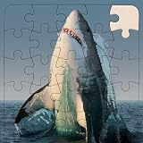 brain,shark, puzzel,animals, family