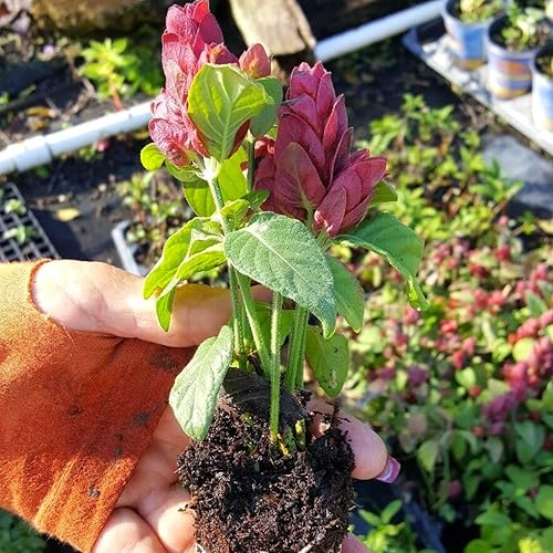 Miniatura 5 de Planta de camarones, planta de camarones rojos granate, de 5 pulgadas a 7 pulgadas de alto, adornos de jardín perenne fácil de cultivar