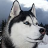 Free Husky Wallpapers - Commentbug.com