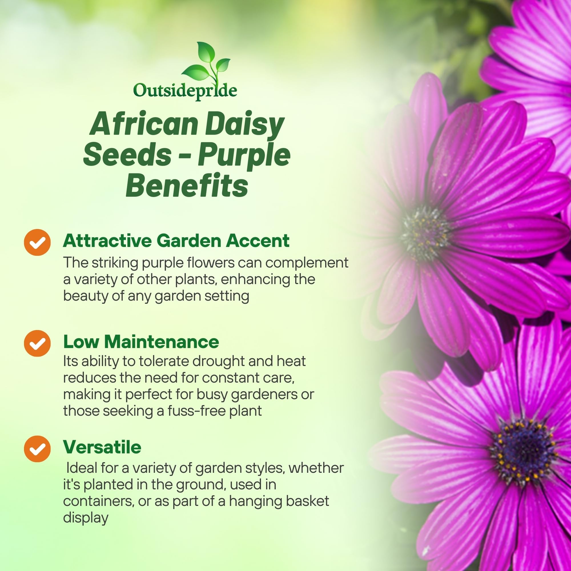 Amazon.com : Outsidepride Purple Osteospermum African Daisy Seeds - 20 Pcs.  Perennial Flower Seeds for Planting Outdoors with Long-Lasting Blooms,  Drought-Tolerant, Easy to Grow for Sunny Gardens & Borders : Patio, Lawn