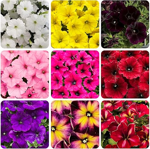 Más de 300 semillas anuales de flores de petunia para plantar al aire libre, planta de petunia perenne, jardín, hogar, reliquia sin OMG