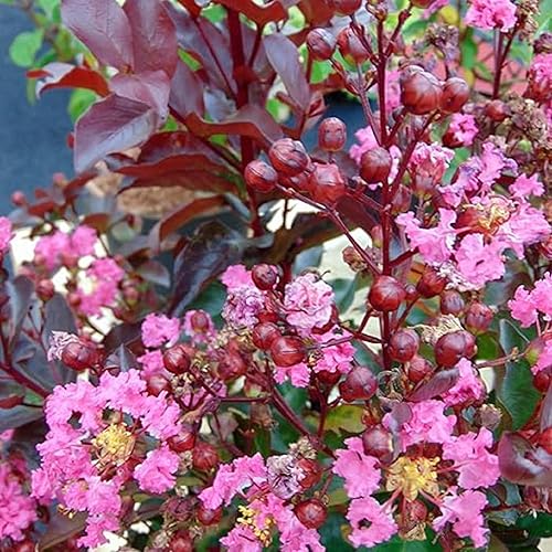 Miniatura 3 de CHUXAY GARDEN Árbol de mirto de crespón rosa de 35 semillas Lagerstroemia Pink Wonder encantadoras flores resistentes planta de privacidad ideal