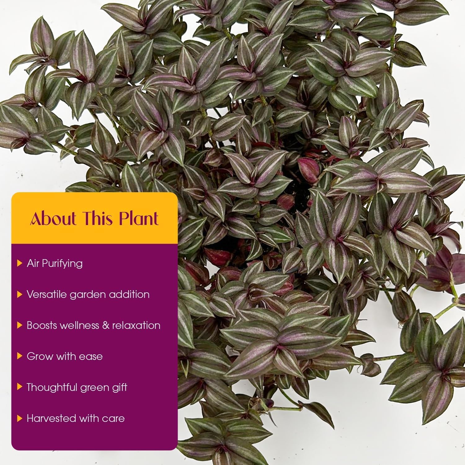 Tradescantia Zebrina with Mini Hanging Basket - Purple Wandering Jew - Stunning Inchplant Vibrant Home Decor - Exotic Calathea Companion Houseplant - Easy to Grow Maintain Indoor & Garden (1)