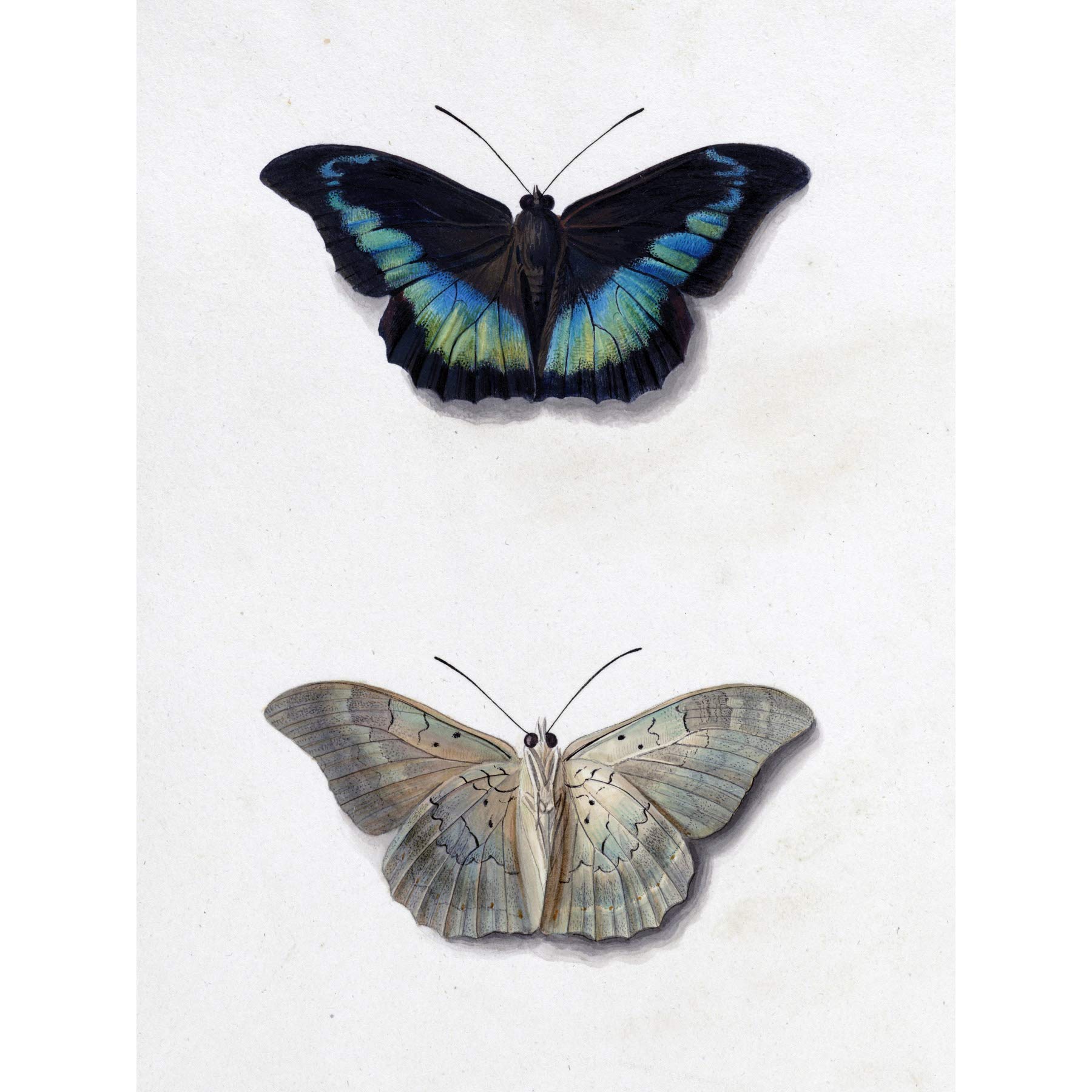 Amazon.com: Artery8 Van Os Top Bottom View Butterfly Nature