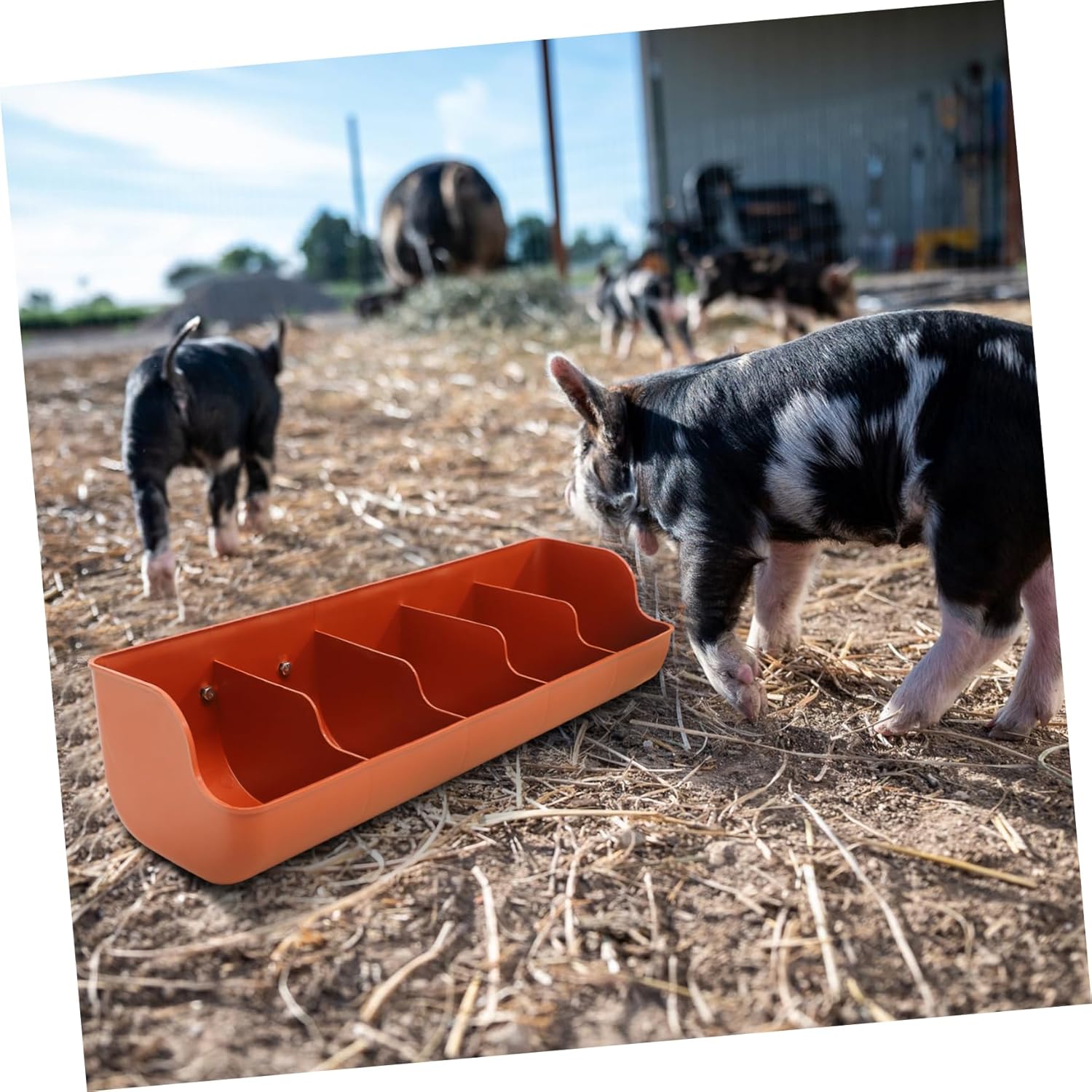 Plastic Pig Feeder with Compartments Feeding Trough for Multiple Piglets Quality Plastic Material for Food and Water Design for Long Term Use