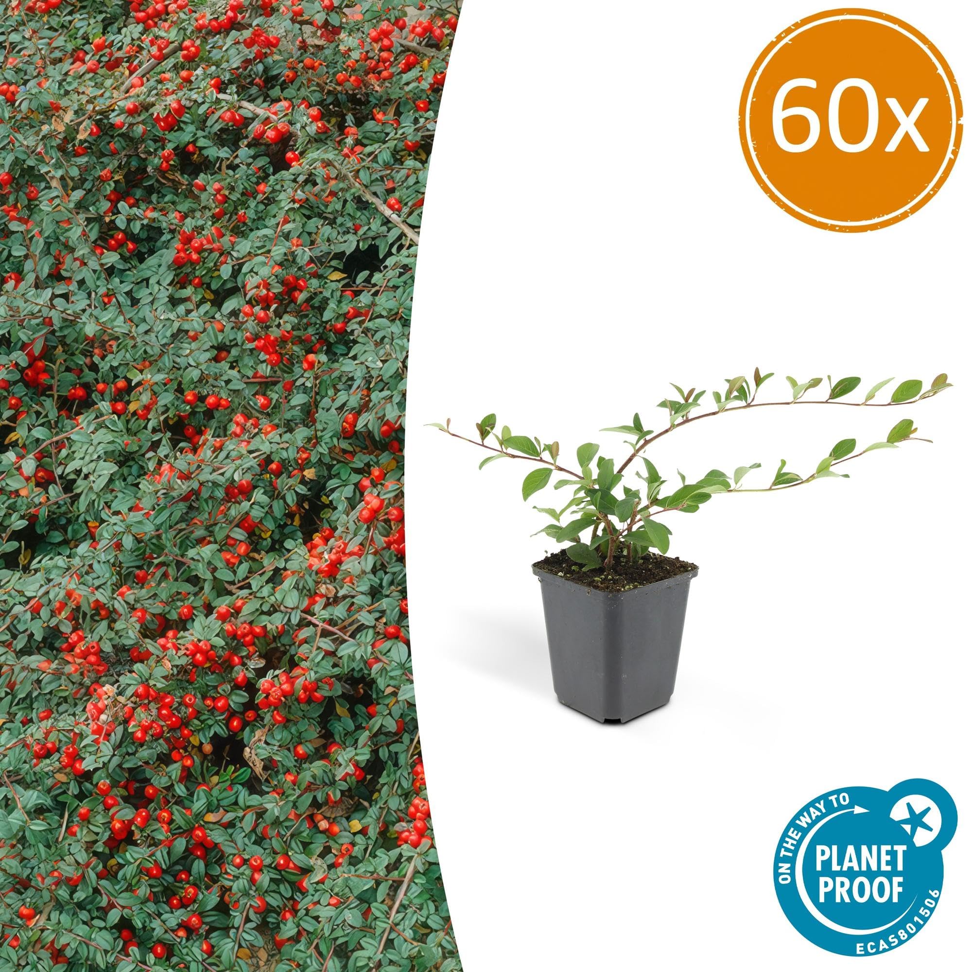 Cotoneaster roślina okrywowa do ogrodu, czerwone jagody, zestaw 60 sztuk, 25 cm, Ø 9 cm