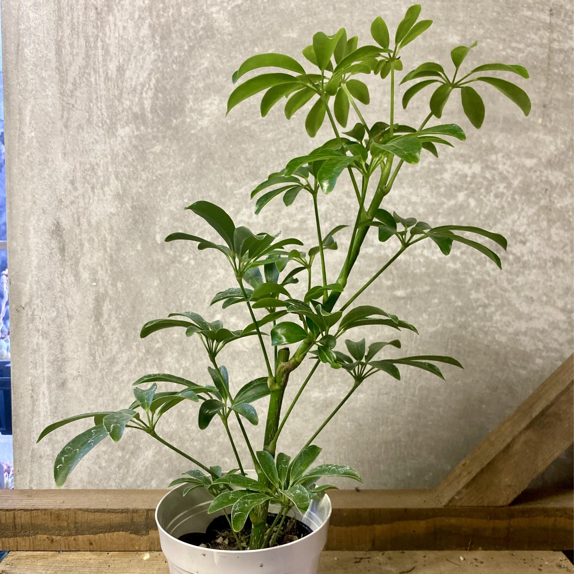 Amazon｜観葉植物 シェフレラ コンパクタ｜観葉植物 オンライン通販