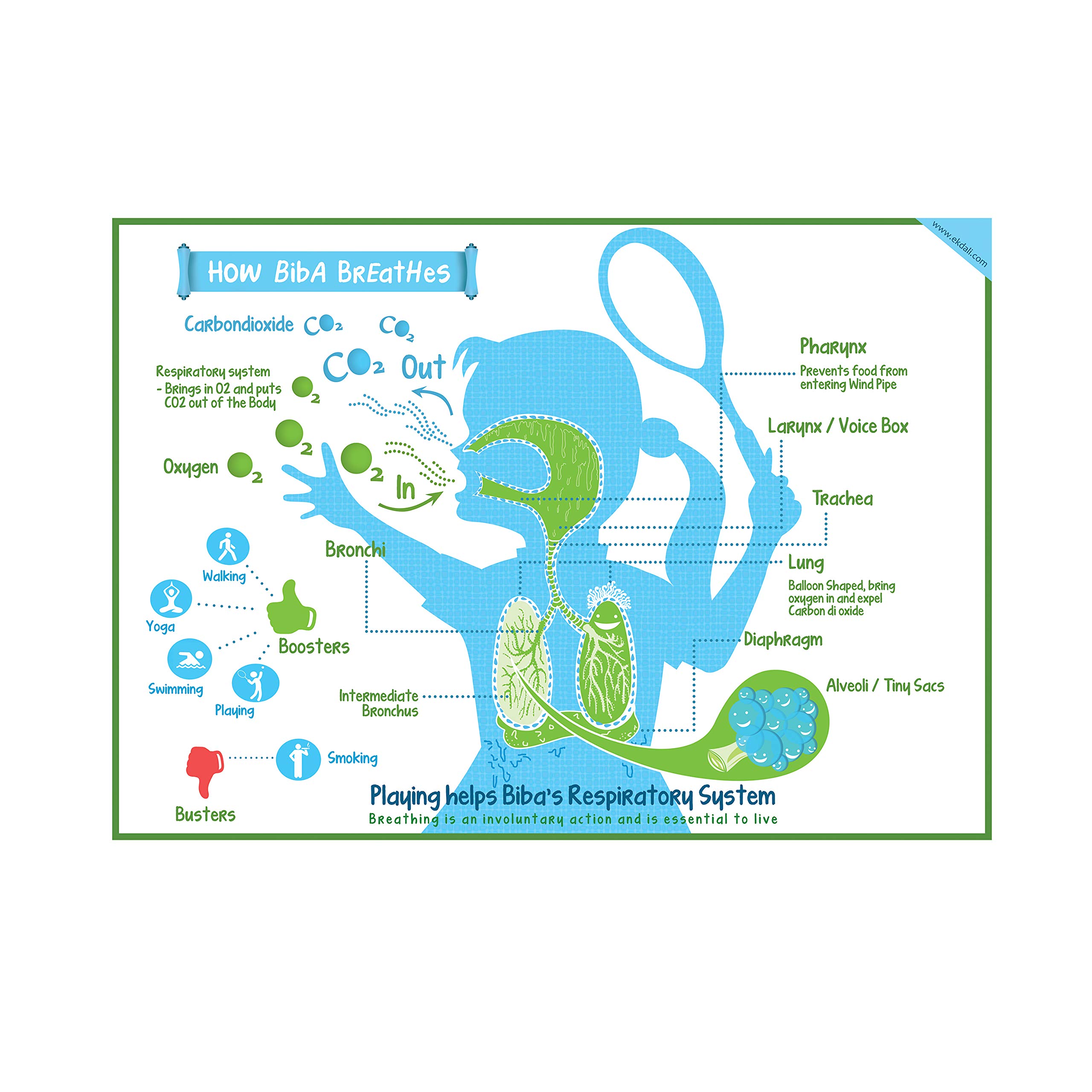 EkDali Respiratory System Poster A3 Size 11.7 x 16.5-inches, Ideal Gift for Kids: A Creative Take on the Popular Science Diagram - Respiratory System