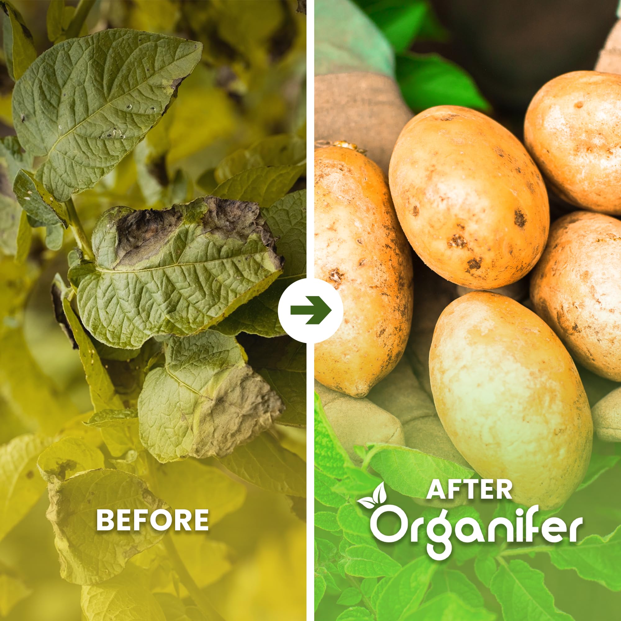 Phytophthora-Konzentrat - 1000 Ml Für 1000 M2 - Produkt Für Kartoffeln Und Tomaten - Pflanzenpflege - Gemüsedünger - Organifer