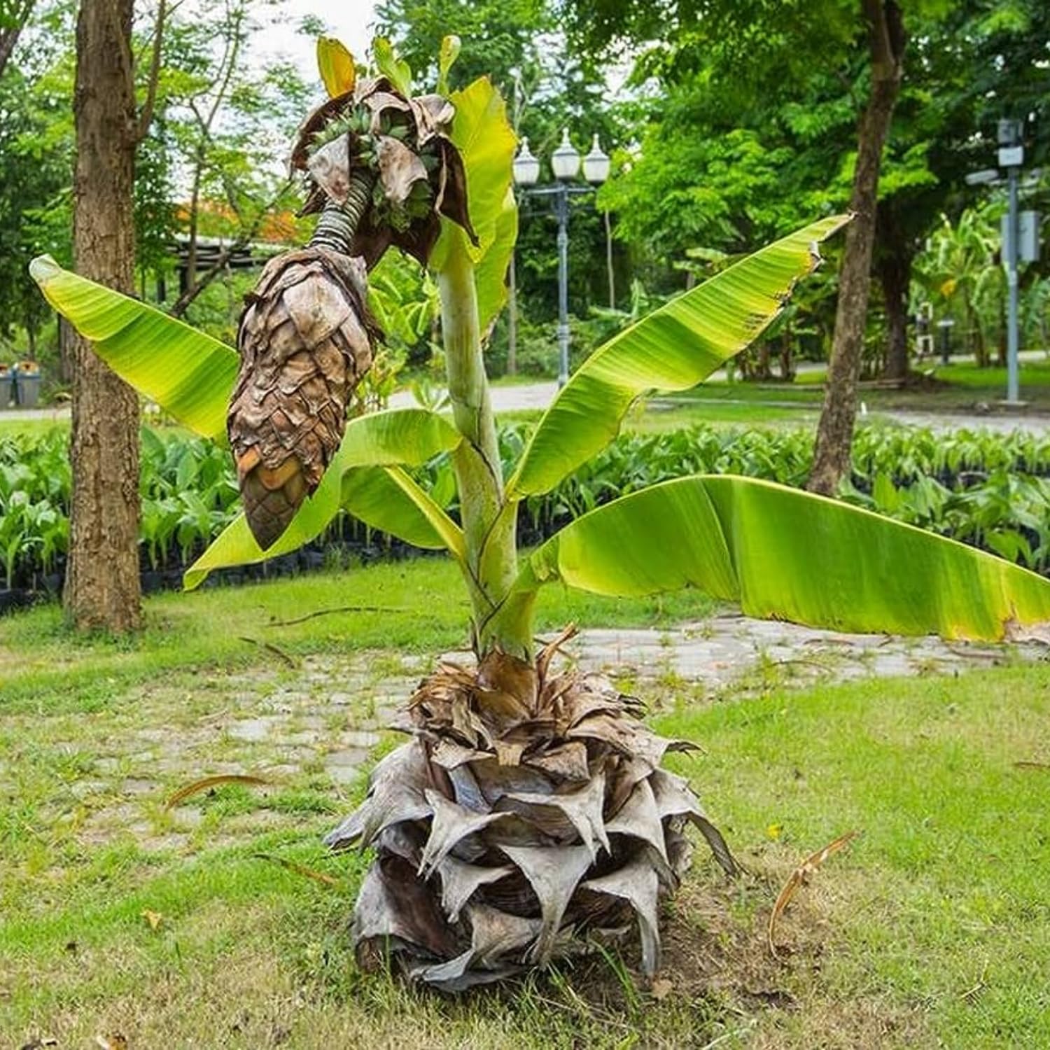 Hug A Plant | Kalluvazha/Malavazha/Rock Banana (Ensete Superbum) Fruit Live Plant (Home & Garden) (B0CJXNJBD5) Amazon Price History, Amazon Price Tracker