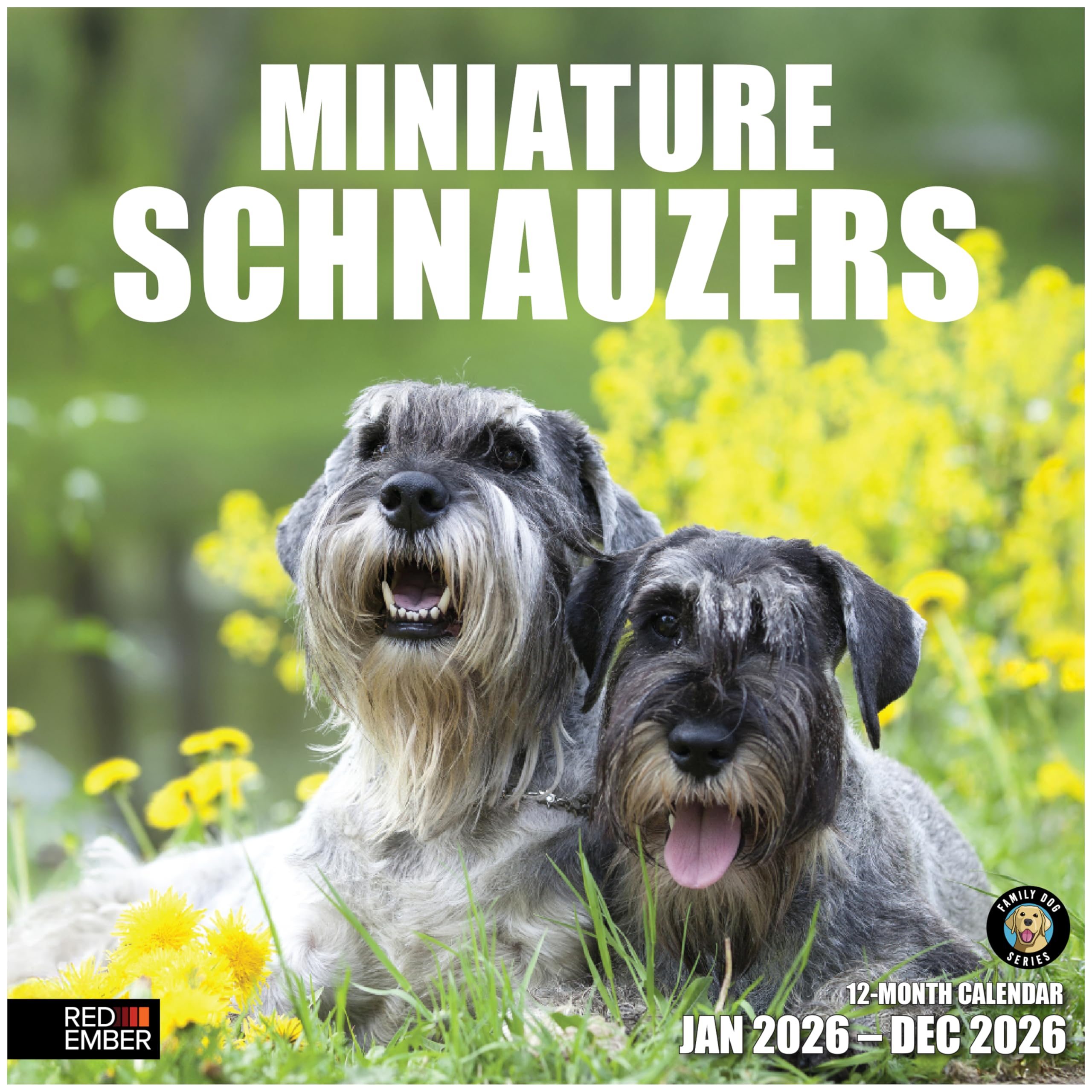 RED EMBER Miniatur Schnauzer Wandkalender 2026, 12 Monate, 30,5 x 61 cm offen, dickes & stabiles Papier, Geschenk, Kalender 2026