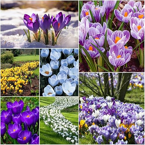 Colorful Crocus Blend Bulbs for Planting - Stunning Early Spring