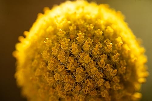Miniatura 3 de Semillas orgánicas de Craspedia/Billy Buttons para plantar: flor perenne, flores amarillas - Paquete de 40 semillas