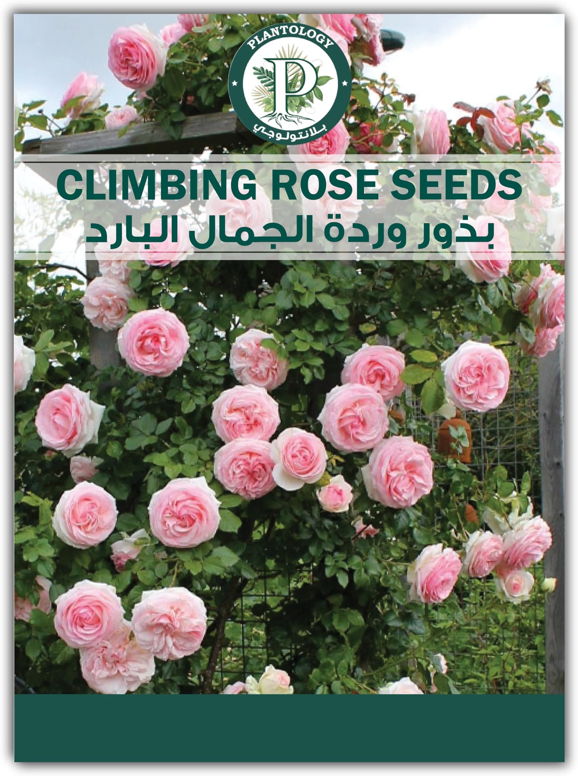 Plantology Lab Climbing Rose Seeds - Pink Climbing Rose Seeds - Flower Seeds for Planting - Climbing Rose Flower Seeds
