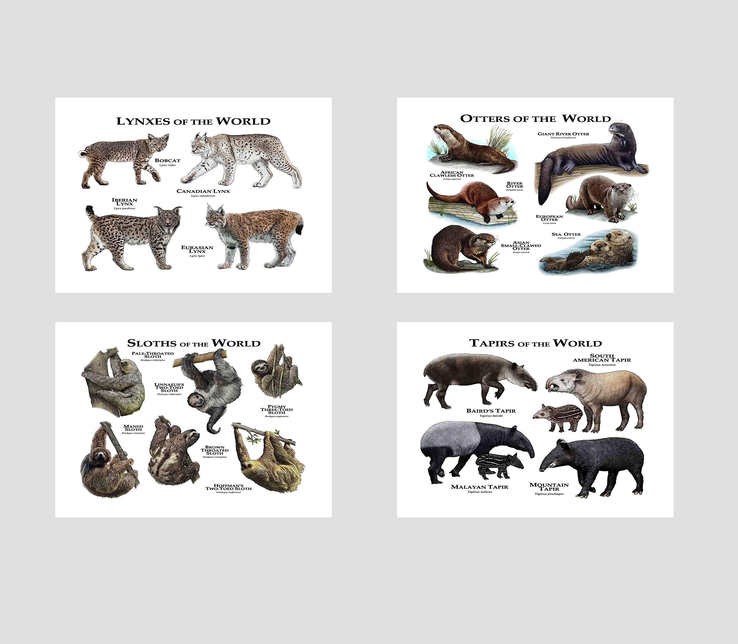 ARA STEP Animals of The World Mammals Educational Science Chart