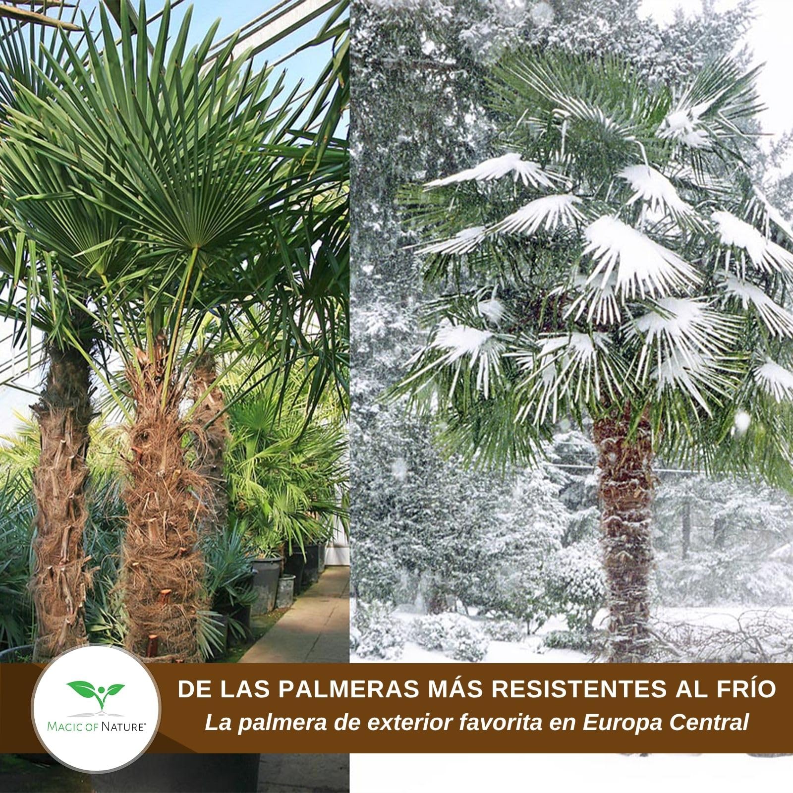 Magic of Nature Palmera de la Fortuna 10 Semillas - Trachycarpus fortunei - Palmito Elevado hasta -17°C - Semillas de Palma para Jardín