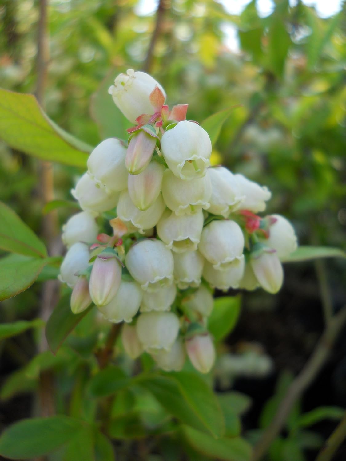 Vaccinium corymbosum 'Patriot' (HighBush Blueberry) Edible-Shrub, #3 - Size Container