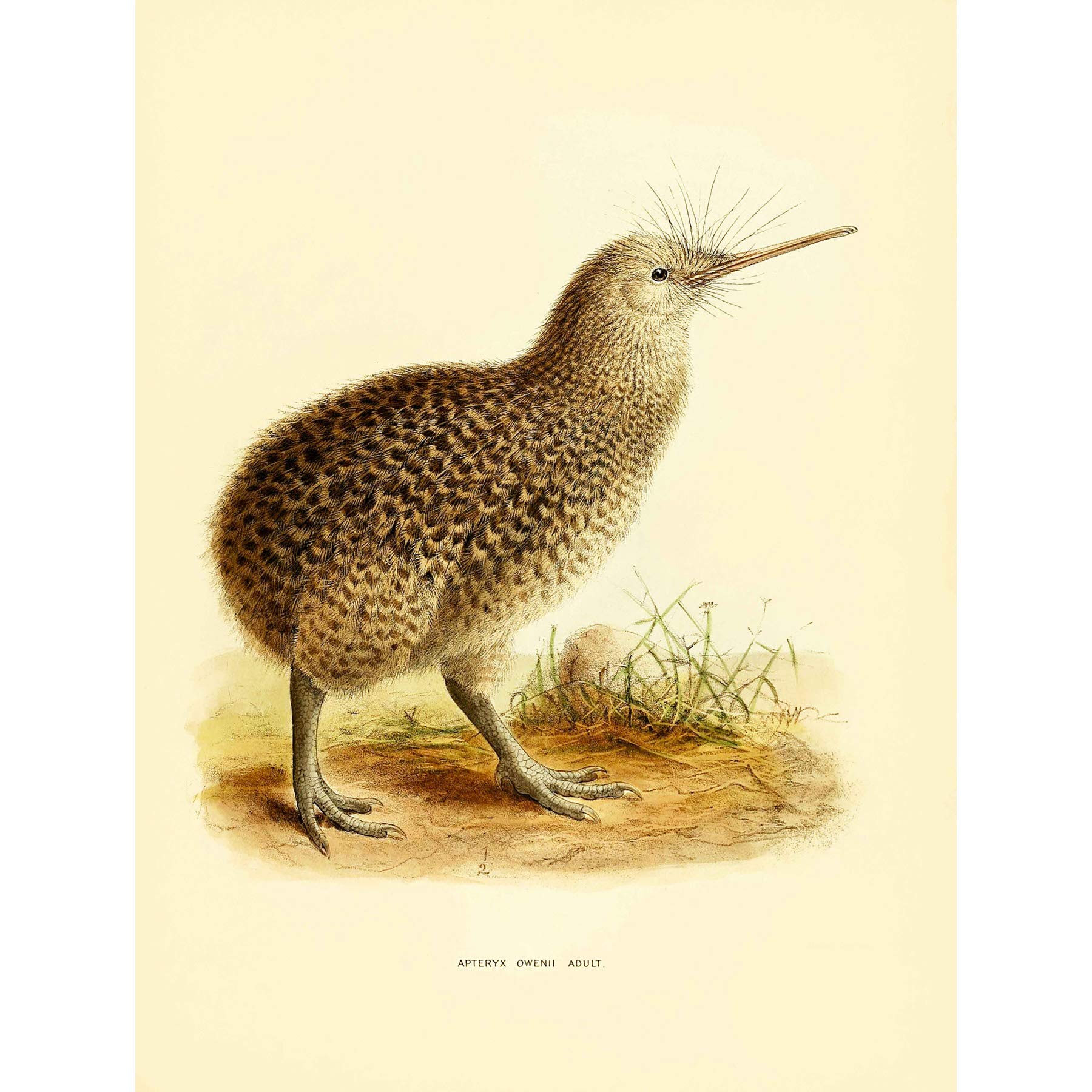 Wee Blue Coo DRAWING BIRD ROWLEY KEULEMANS LITTLE SPOTTED KIWI 12x16'' ART PRINT LAH350B