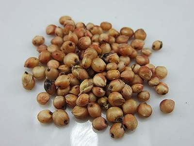 1099-Sugarcane, Worlds Tallest Saccharum officinarum Seeds by Robsrareandgiantseeds UPC0764425786917 Non-GMO,Organic,Bonsai, 1099 Package of 45 Seeds