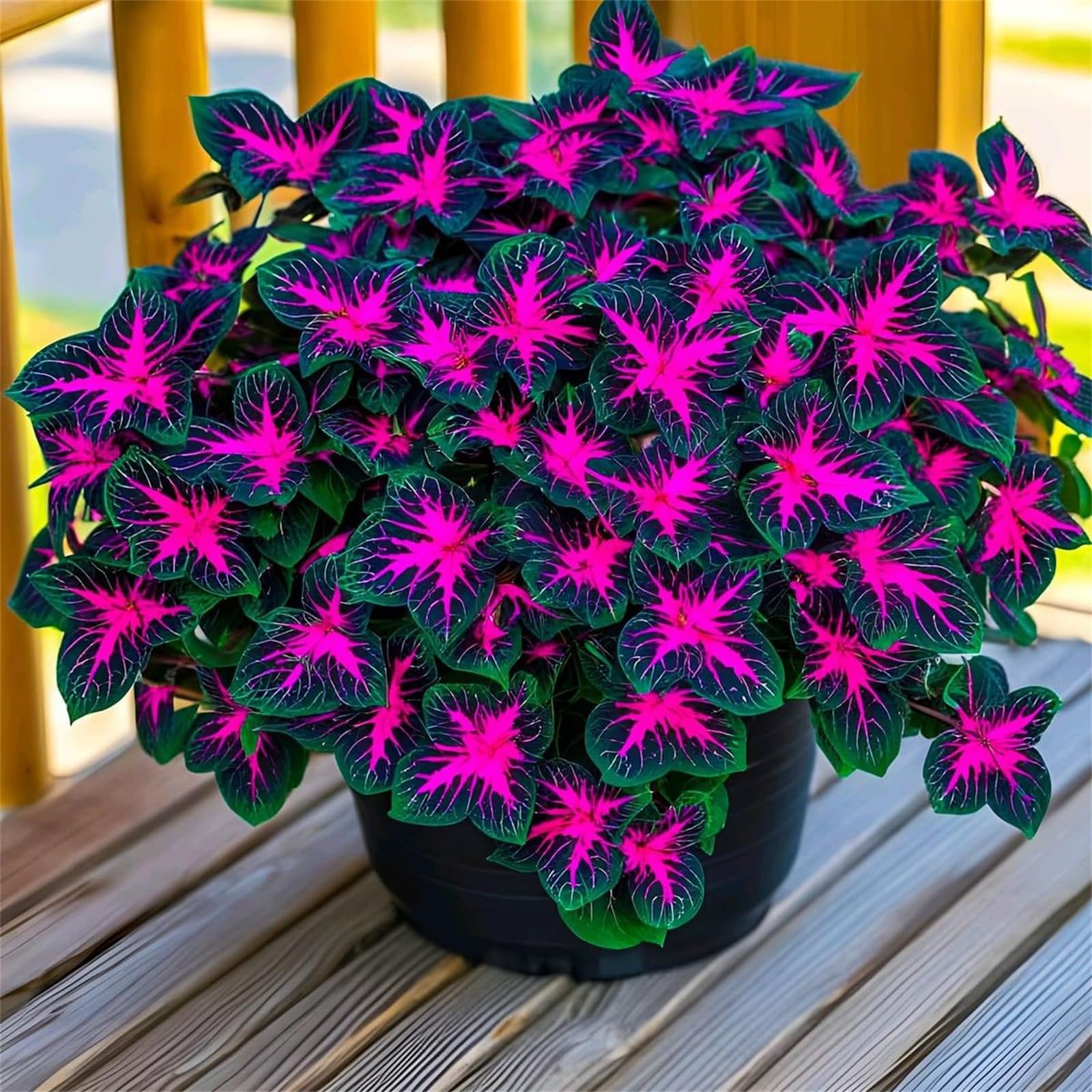 Hardy Oxalis Perennial Summer Flowering for UK Garden Display-10bulbs-C