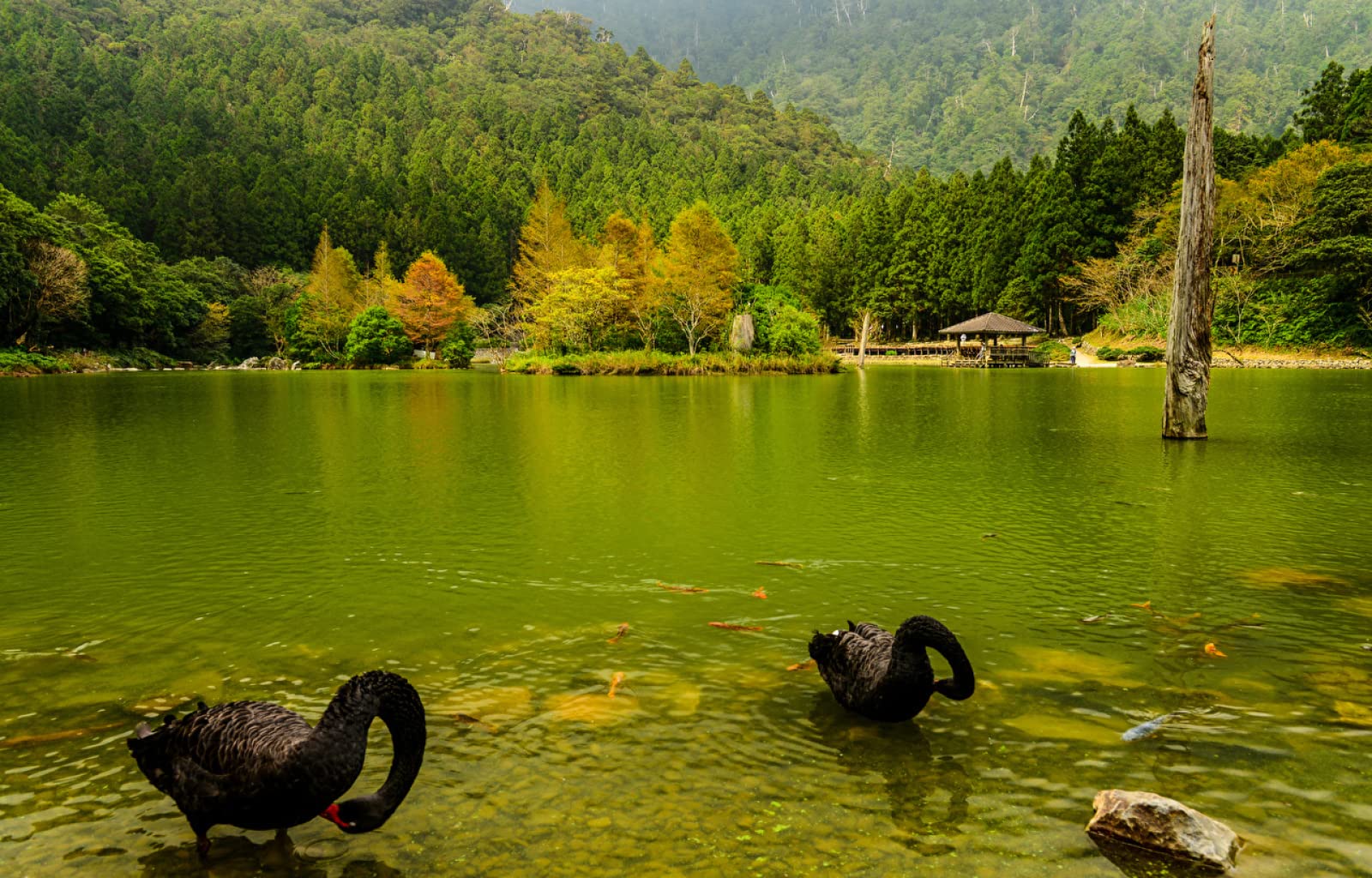 Puzzle Adultes Puzzle 1500 Piece Cygne Japon Animal 87x57cm