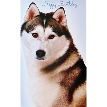 happy siberian husky