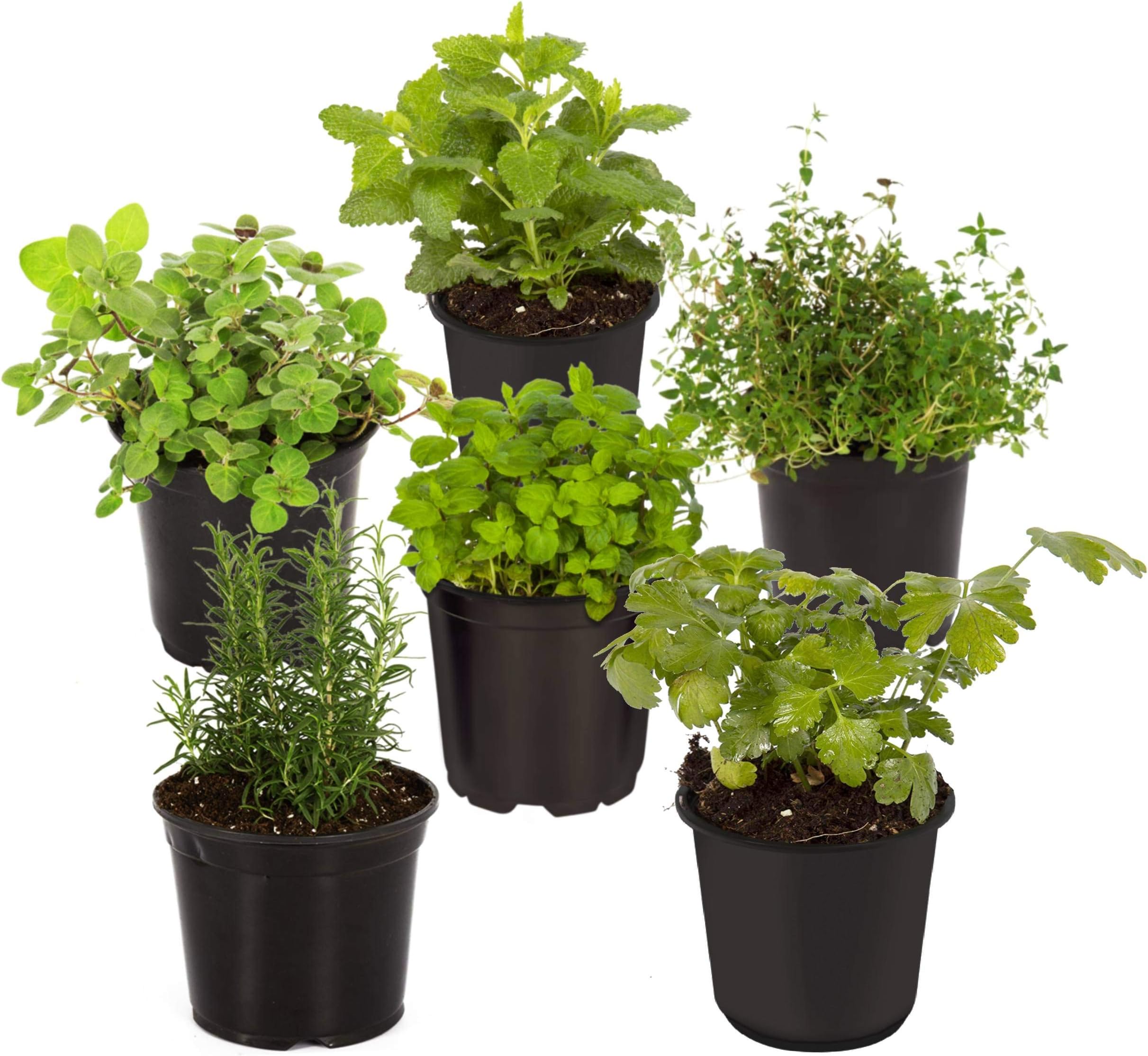 Live Aromatic and Healthy Herbs - Assorted Varieties (6 Per Pack) - Lavender, Eucalyptus, Rosemary, Lemon Balm, Mint, Other Assorted Herbs - 6" Tall by 3" Wide in 1 Pint Pot