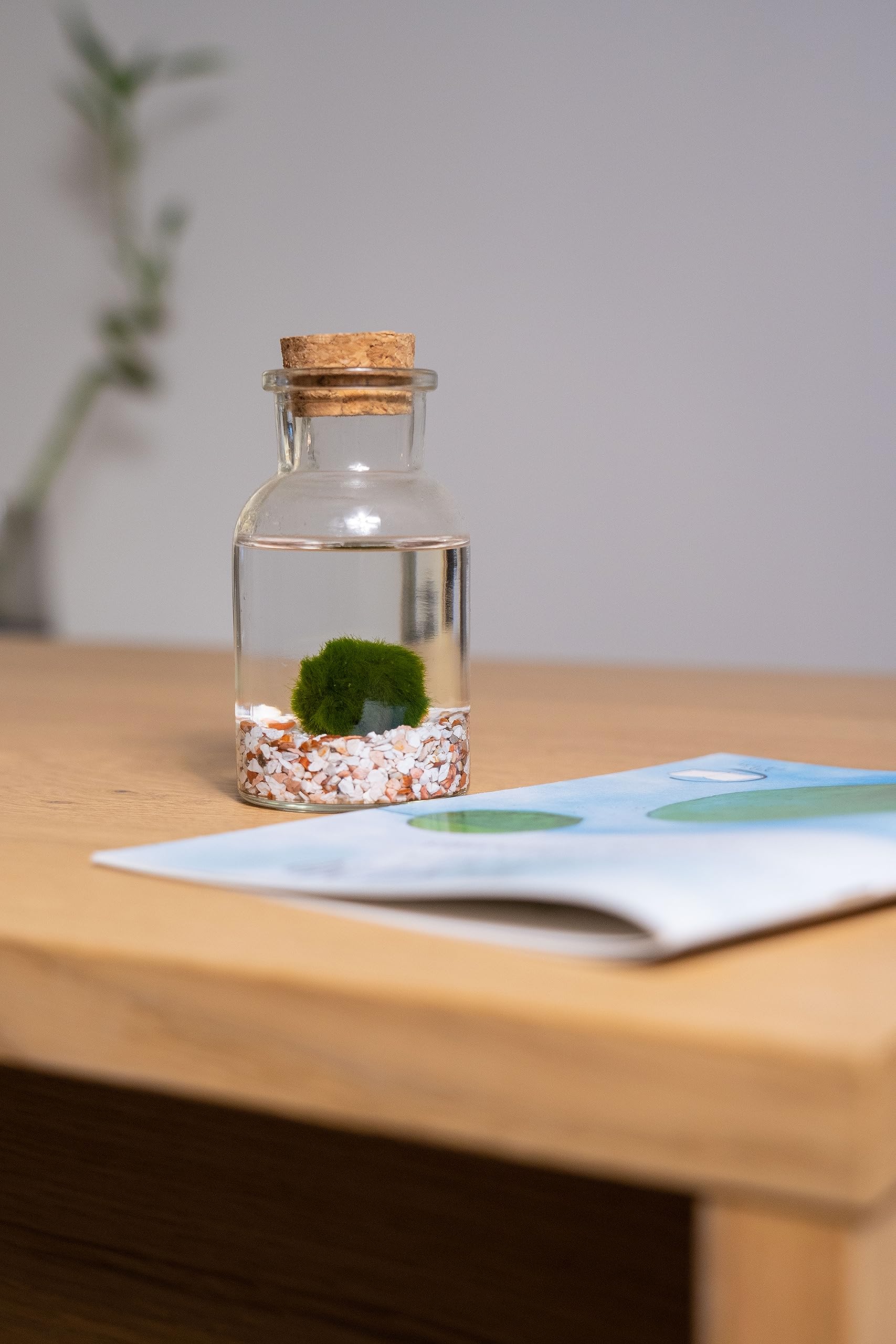 KAKI La Felicità è Nelle Piccole Cose Marimo Bottiglia, vaso in vetro con tappo, artigianale La Felicità, Made in Italy, diametro 4 cm, altezza 11 cm (Fondale Bianco)