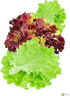 Salad Bowl Heirloom Lettuce Seeds - Organic Loose Leaf - Over 1000 Seeds - Fresh & Non-GMO Organic Seed - Canadian Seed - All Year Round