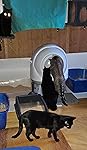 Review Image by LynxShadow