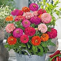 Vista 47 de Eden Brothers - Semillas de zinnia, cactus con flores, sin OMG, plantar en primavera, paquete, flores de bajo mantenimiento, zonas 3, 4, 5, 6, 7, 8