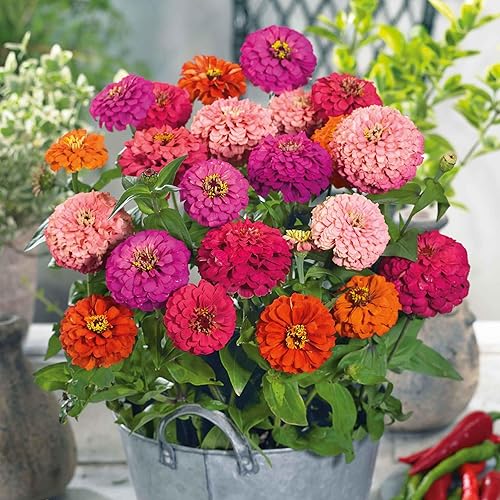Miniatura 47 de Eden Brothers - Semillas de zinnia, cactus con flores, sin OMG, plantar en primavera, paquete, flores de bajo mantenimiento, zonas 3, 4, 5, 6, 7, 8