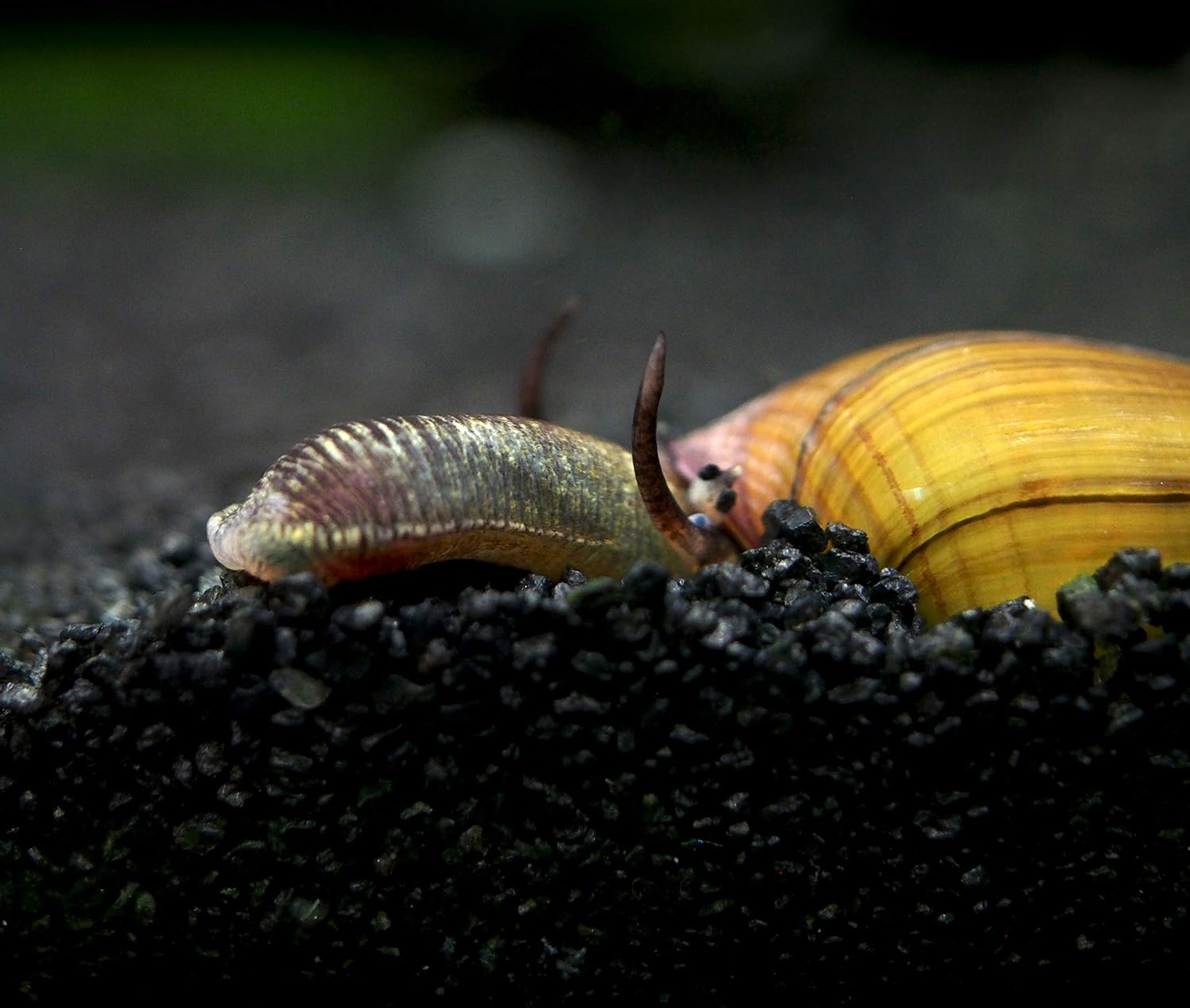 Aquatic Arts 10 Live Chopstick Snails | Aquarium Substrate Sand Clearer/Biofilm Eater | Sulawesi Native/Tropical Fish Tank Snail