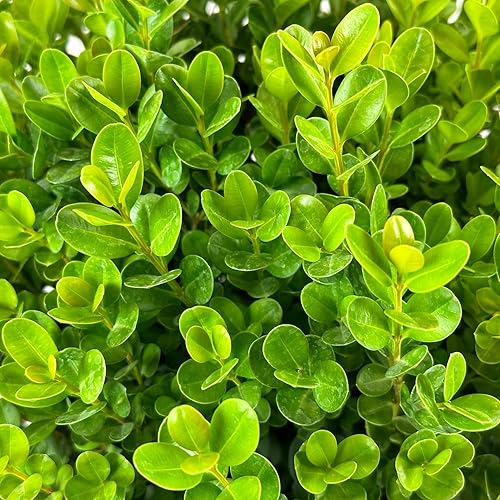 Miniatura 5 de Blooming & Beautiful - Sprinter Boj - 3 gal - Ganadores probados - Arbusto de hoja perenne - Follaje verde - Crece rápido - Interés durante todo el