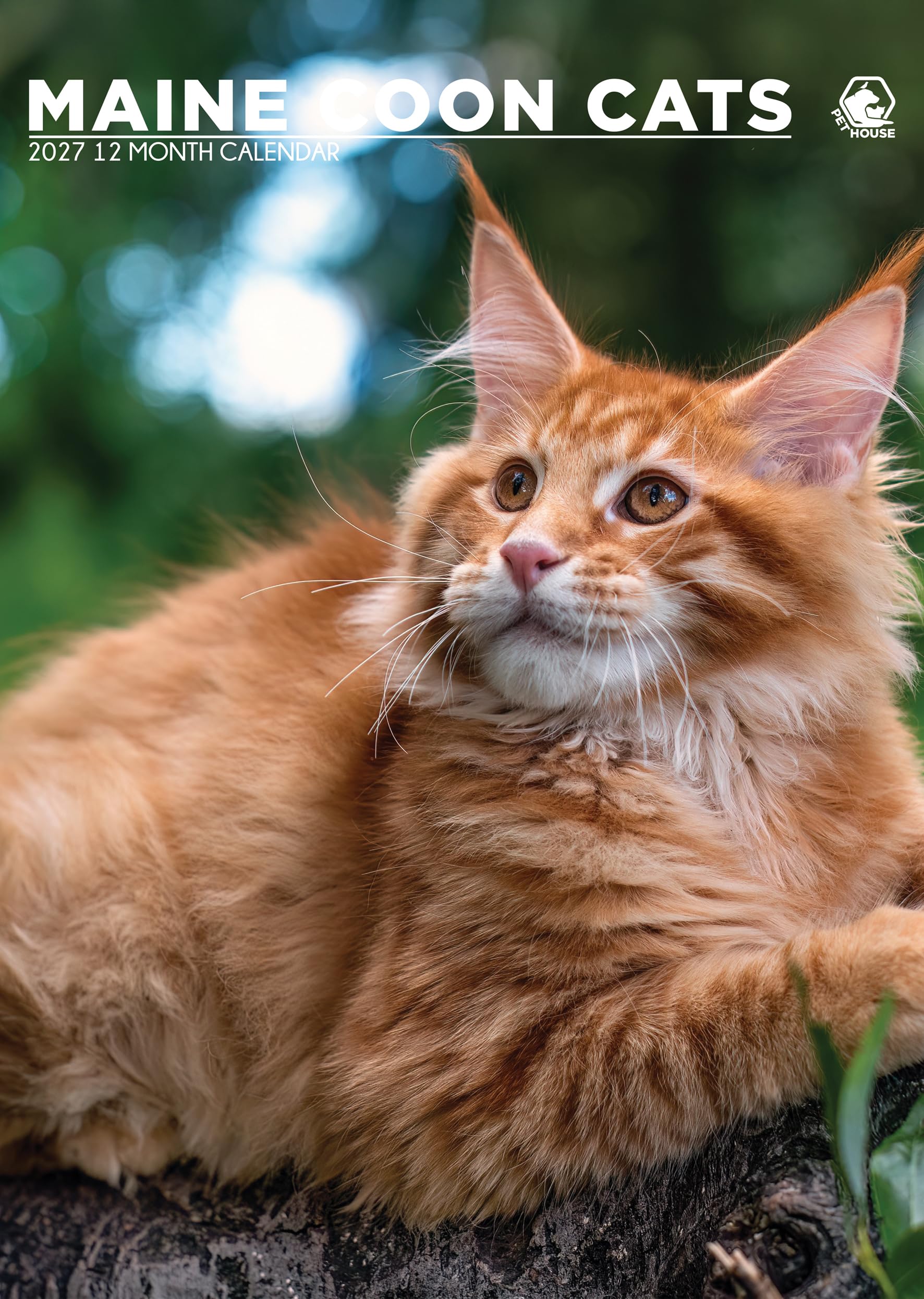 Maine Coon - Calendario 2027 con gatti, formato A3, a colori, rilegatura a spirale (CRU)