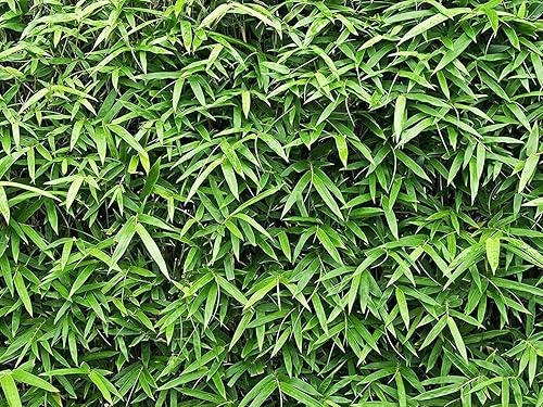 Miniatura 6 de Golden Goddess - Planta de bambú de seto  1 planta extragrande de 3 galones  Bambusa Multiplex  Proyección de aglutinación no invasiva viva
