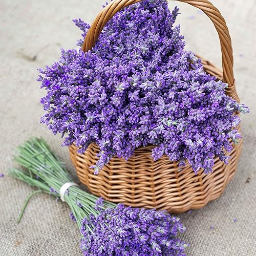 Eden Brothers Semillas de lavanda, semillas sin OMG para plantar, 1/4 libra, semillas de hierbas de bajo mantenimiento, plantas durante primavera u