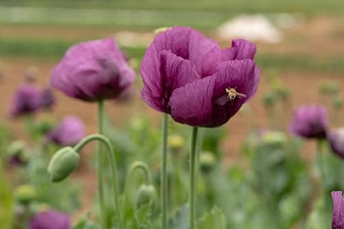 Miniatura 3 de All Good Things - Semillas orgánicas de amapola húngara, paquete de 250 semillas tradicionales para plantar flores, suministros de jardinería,