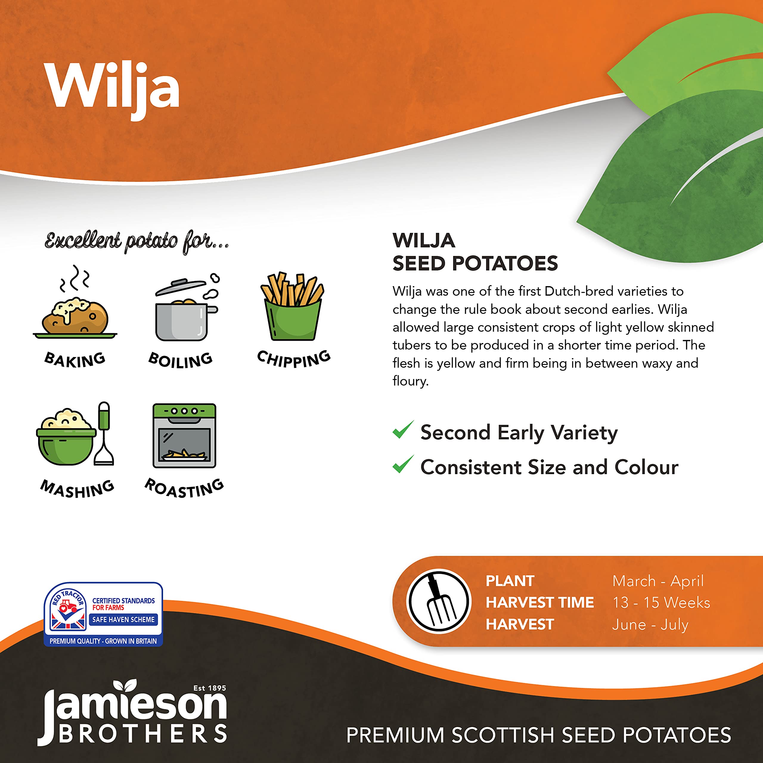 2kg Wilja Seed Potatoes (Approx. 20-25 Tubers), Second Early Grow Your Own, for Boiling Roasting, Chips & Mashing - Image 2