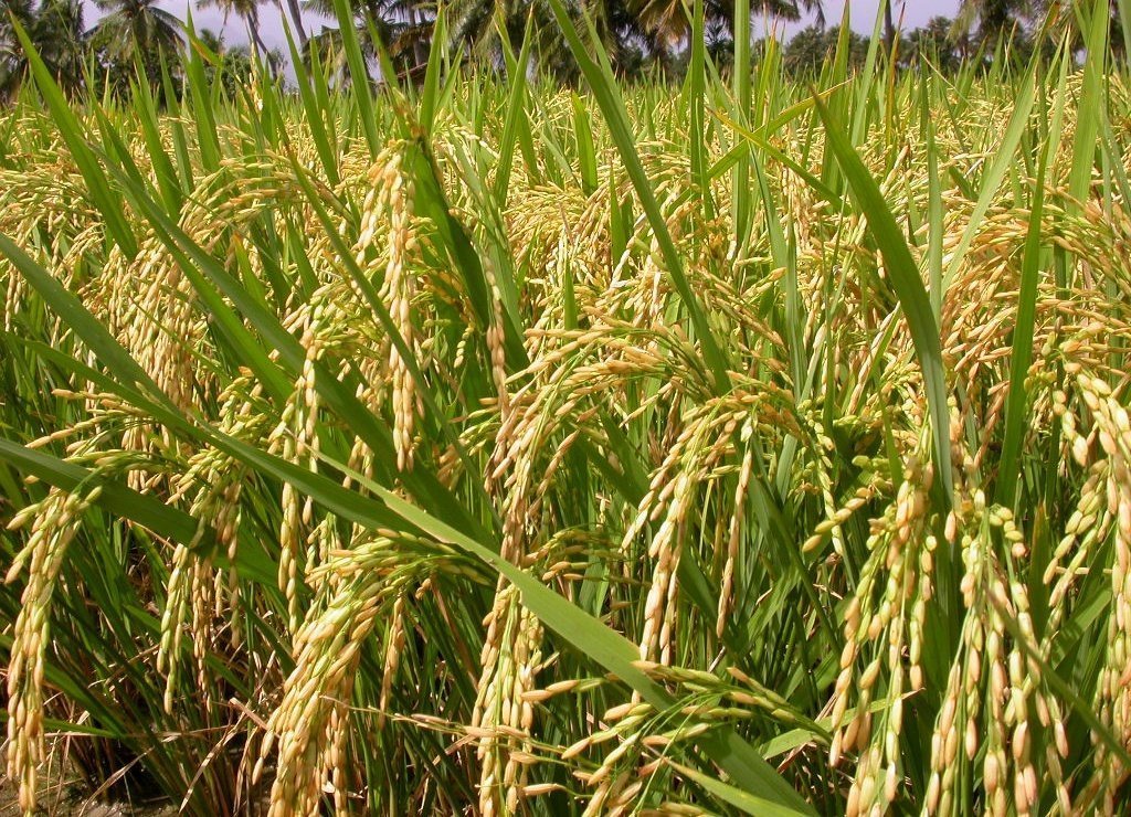See full amazon price history chart for Green World Pusa PR-113 variety paddy/rice seeds for farming and agriculture sowing (1 Kg x pack of 2) Green World Pusa PR-113 variety paddy/rice seeds for farming and agriculture sowing (1 Kg x pack of 2) (B0C3XFZ4FG) Amazon Price History, Amazon Price Tracker